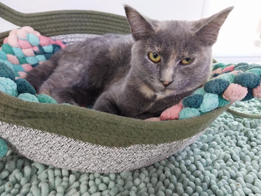 Rocchetti * IN FOSTER *