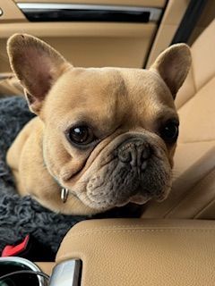 Enlarge Chief, a Adopted French Bulldog in Mesa, AZ image 1/1