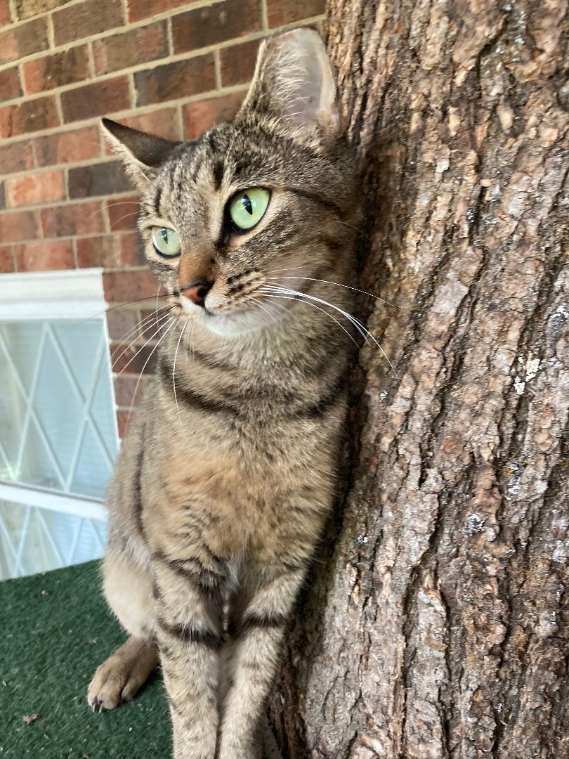 Enlarge Gracie, barn cat, a Adopted Domestic Short Hair in Greensboro, NC image 1/6