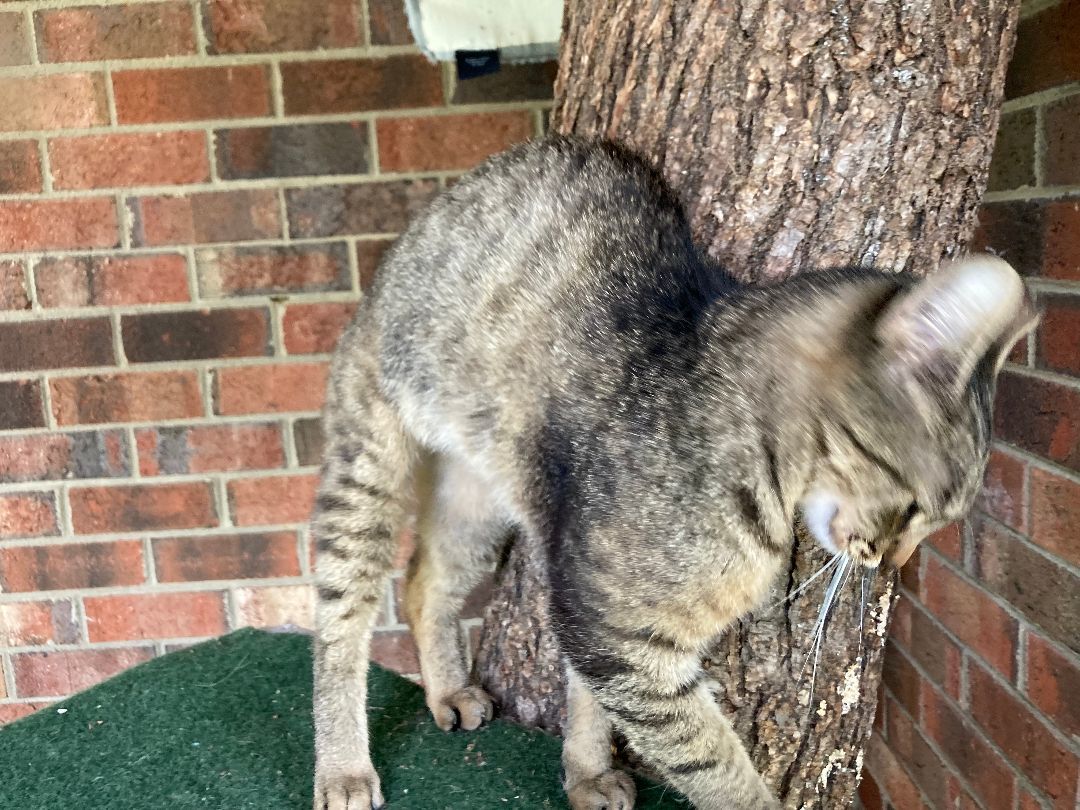 Enlarge Gracie, barn cat, a Adopted Domestic Short Hair in Greensboro, NC image 2/6