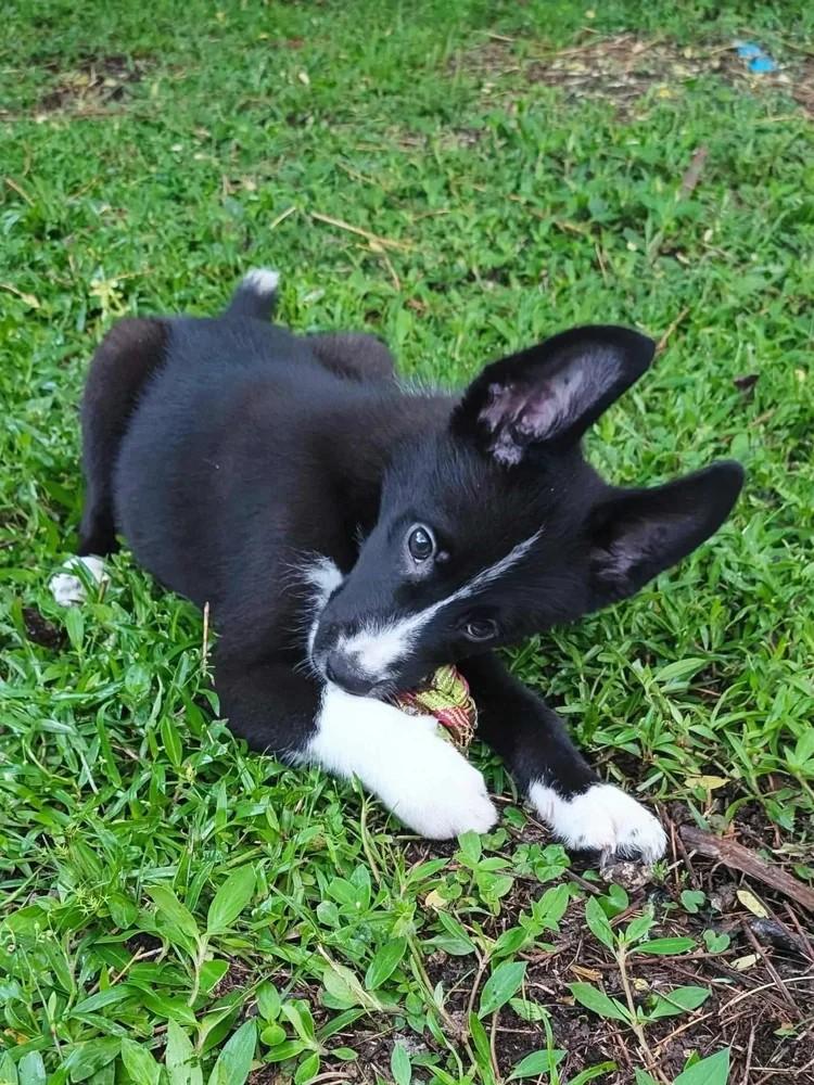 Clove