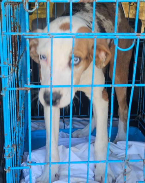 Chovi in LA, Adoptable, Puppy Male Mixed Breed.