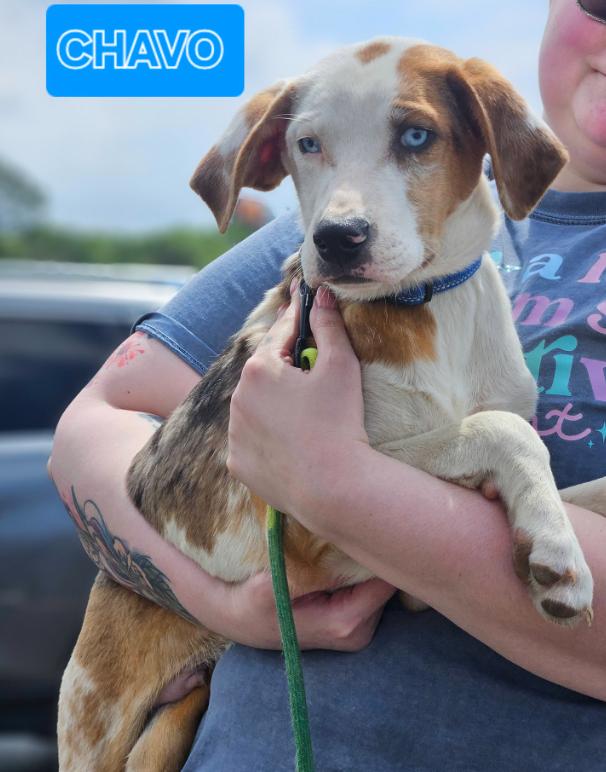 Enlarge Chavo in LA, a Adoptable Mixed Breed in Cranston, RI image 1/3