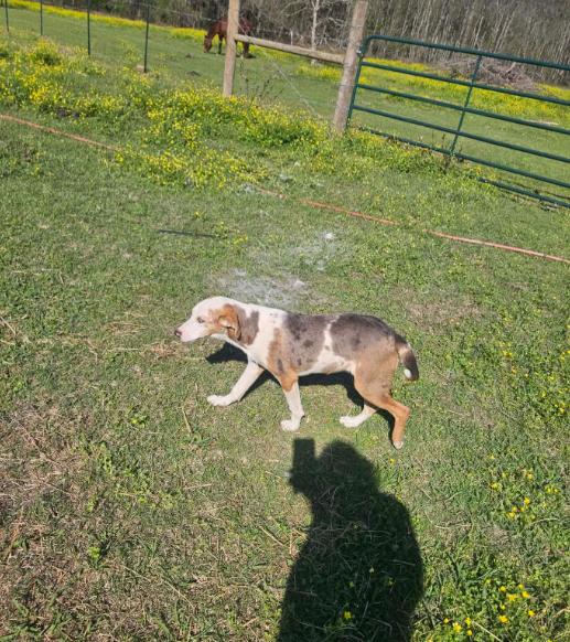 Enlarge Chovi in LA, a Adoptable Mixed Breed in Cranston, RI image 2/3