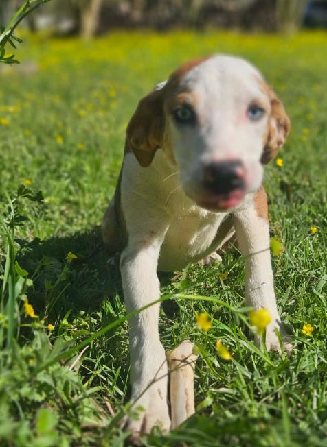 Enlarge Chovi in LA, a Adoptable Mixed Breed in Cranston, RI image 3/3