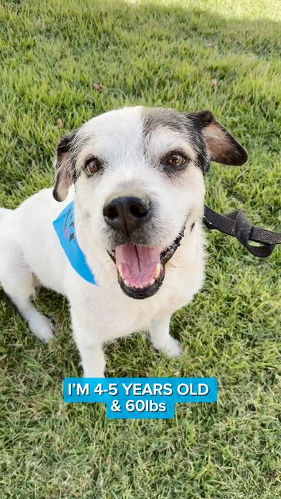 Enlarge Milo - Scruffy, Knows Tricks, Fully Vetted, Vaccinated & Neutered, Great House Dog, a Adoptable mixed breed in Fort Lauderdale, FL video 2/6