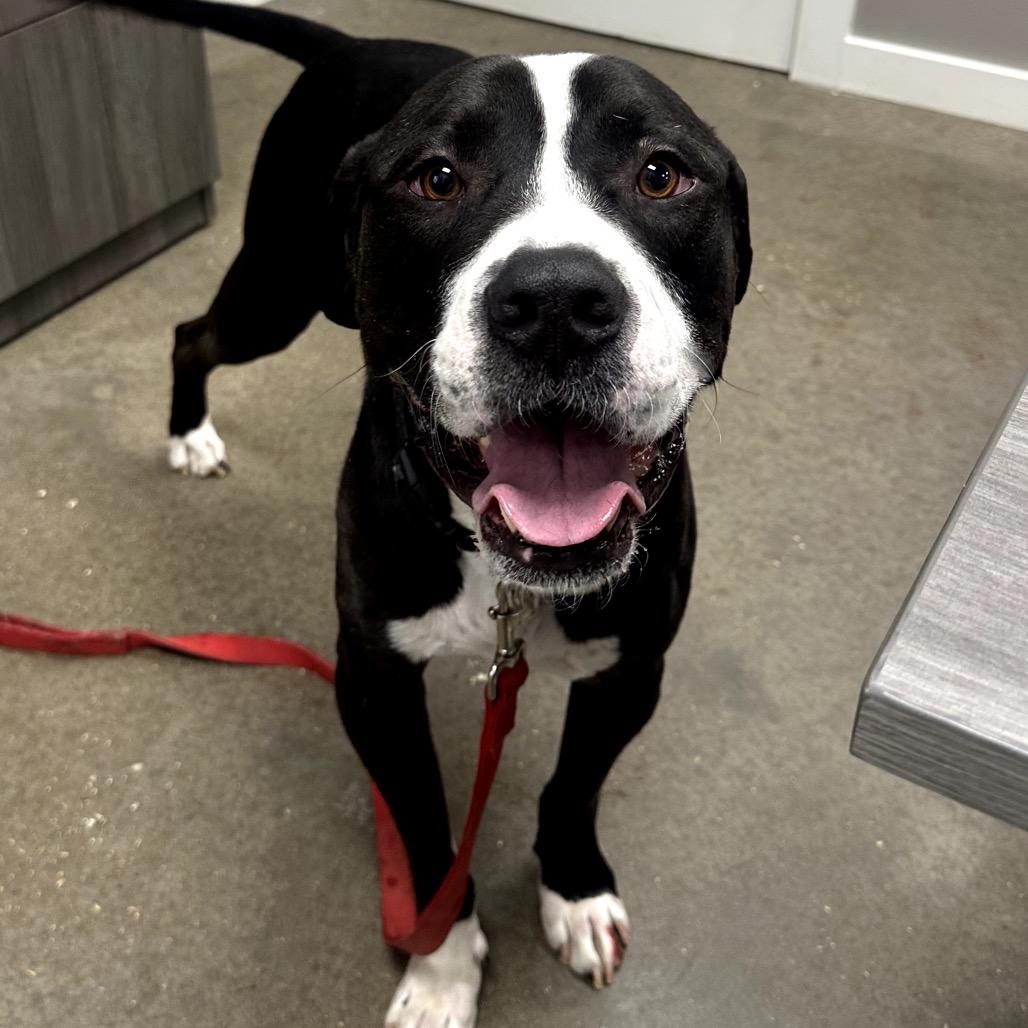 Harold, Adoptable, Adult Male Labrador Retriever & Pit Bull Terrier.