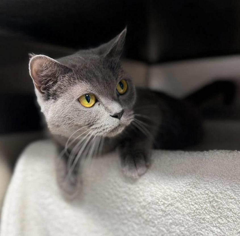 Enlarge Kate, a Adoptable mixed breed in Keswick, ON image 3/3