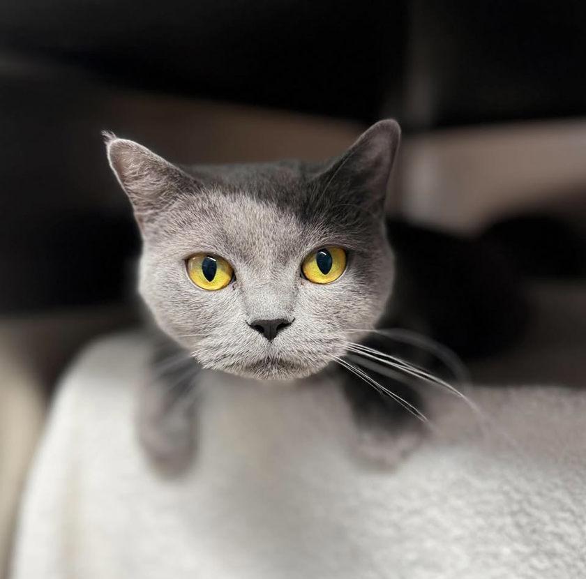 Enlarge Kate, a Adoptable mixed breed in Keswick, ON image 2/3