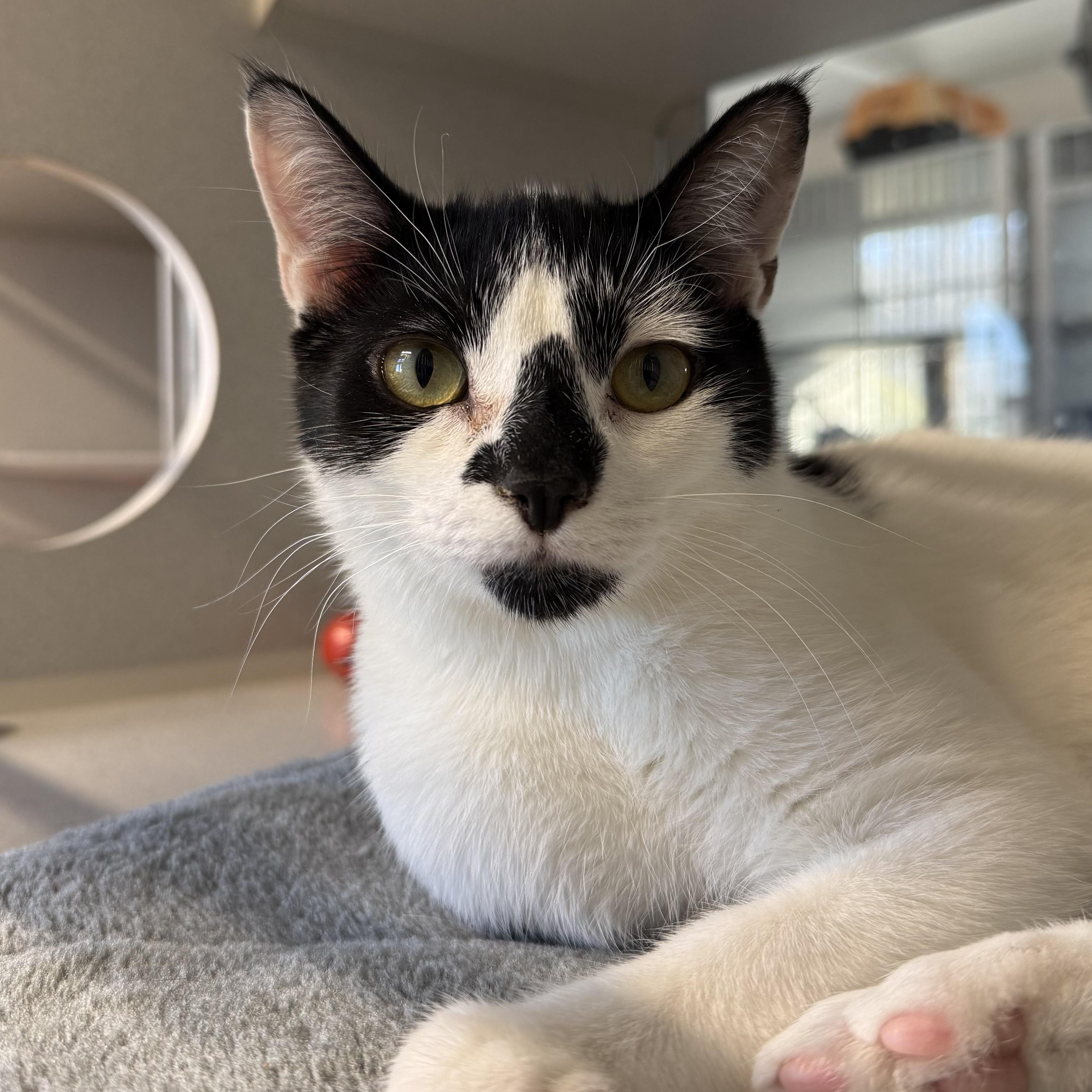 James & Maya, Adoptable, Kitten Male Domestic Short Hair.