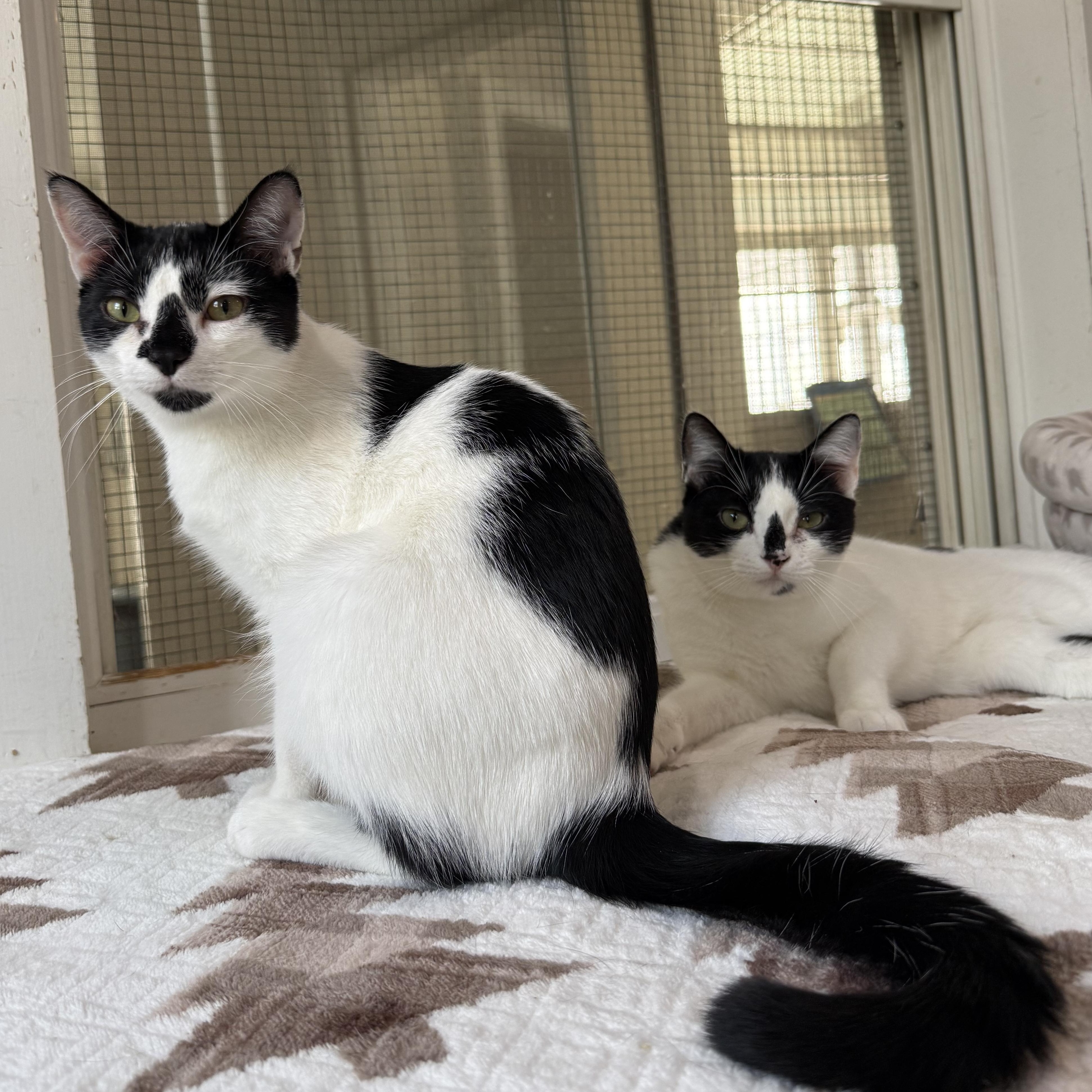 Enlarge James & Maya, a Adoptable mixed breed in West Milford, NJ image 2/6