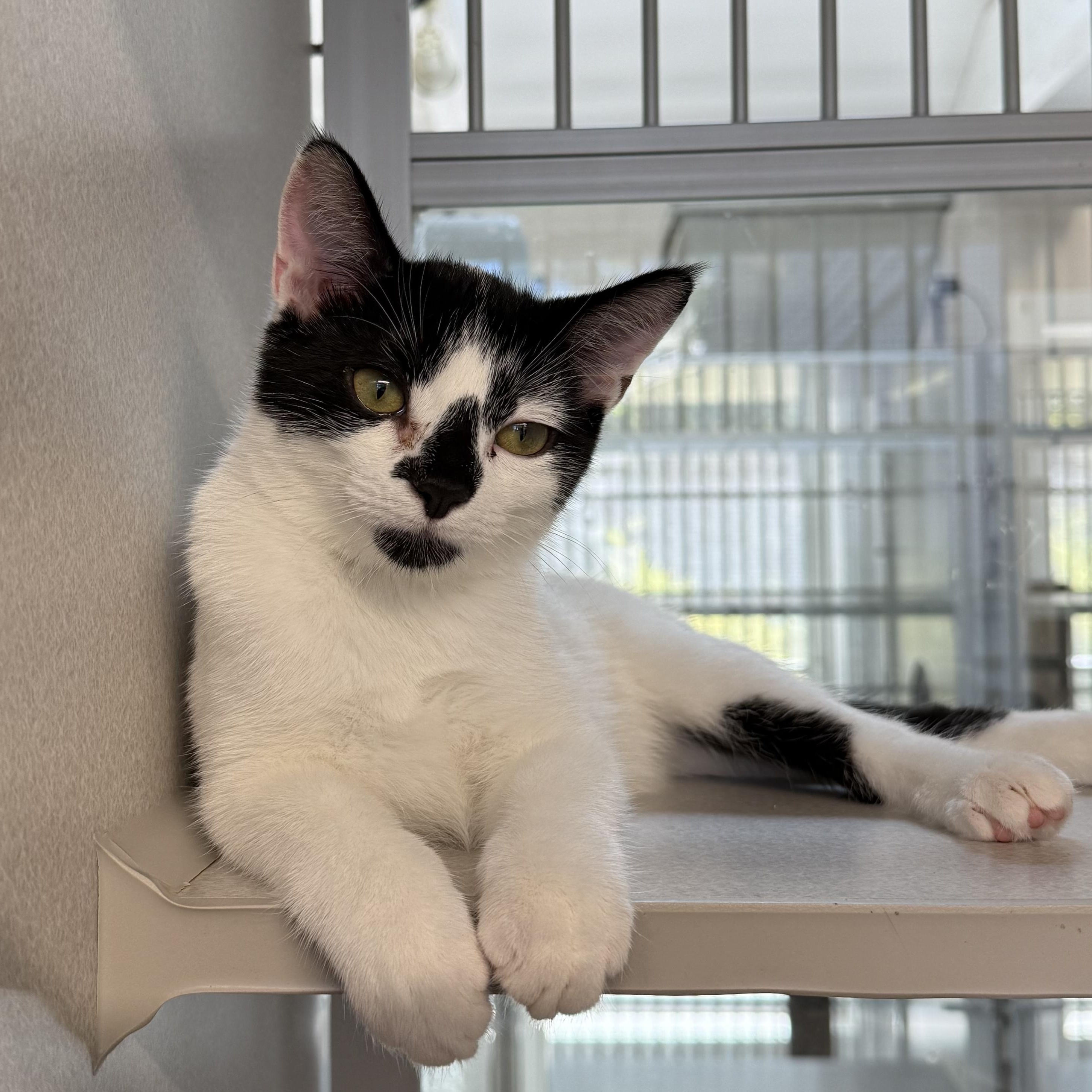 Enlarge James & Maya, a Adoptable mixed breed in West Milford, NJ image 4/5