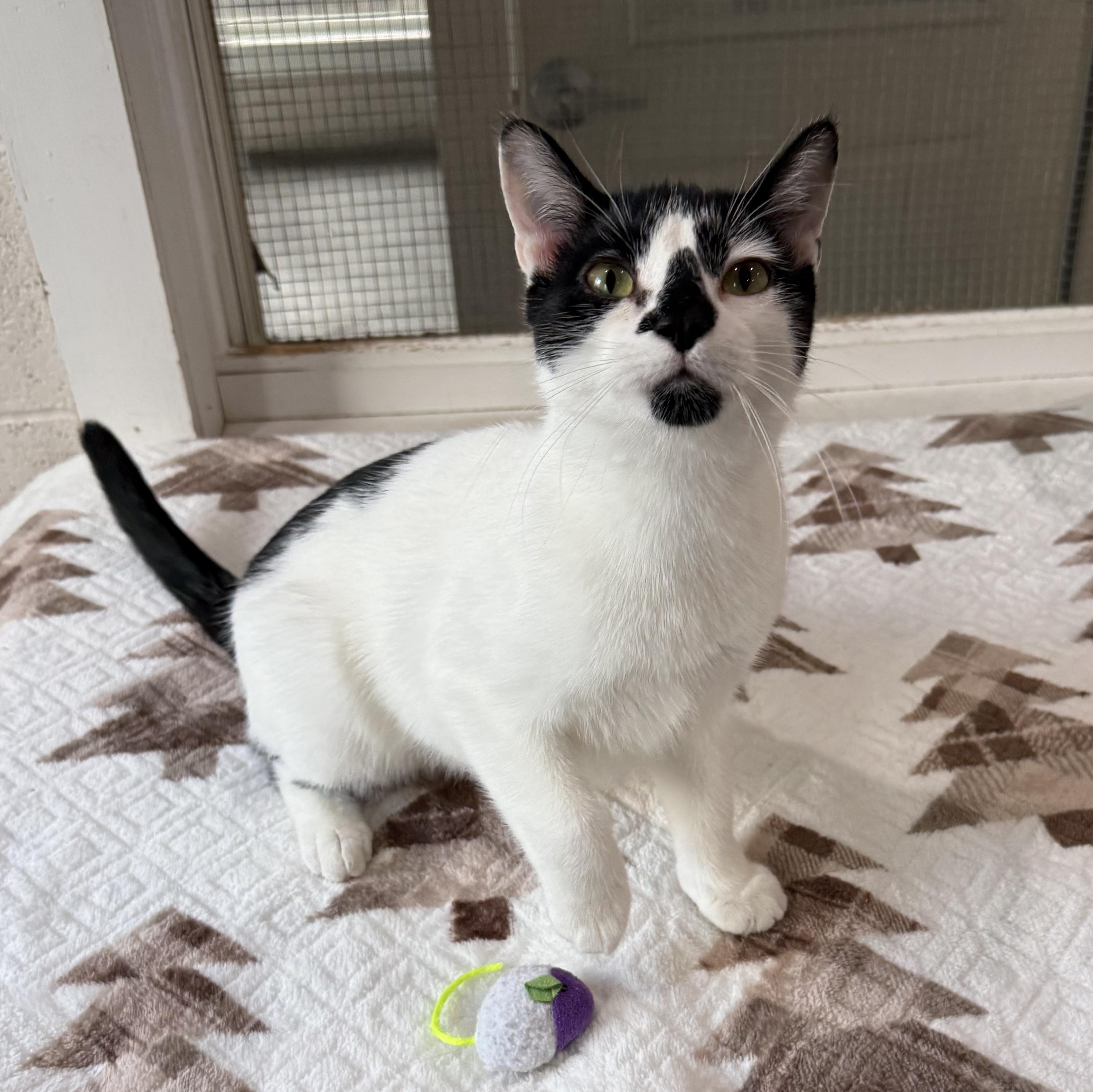 Enlarge James & Maya, a Adoptable mixed breed in West Milford, NJ image 5/6