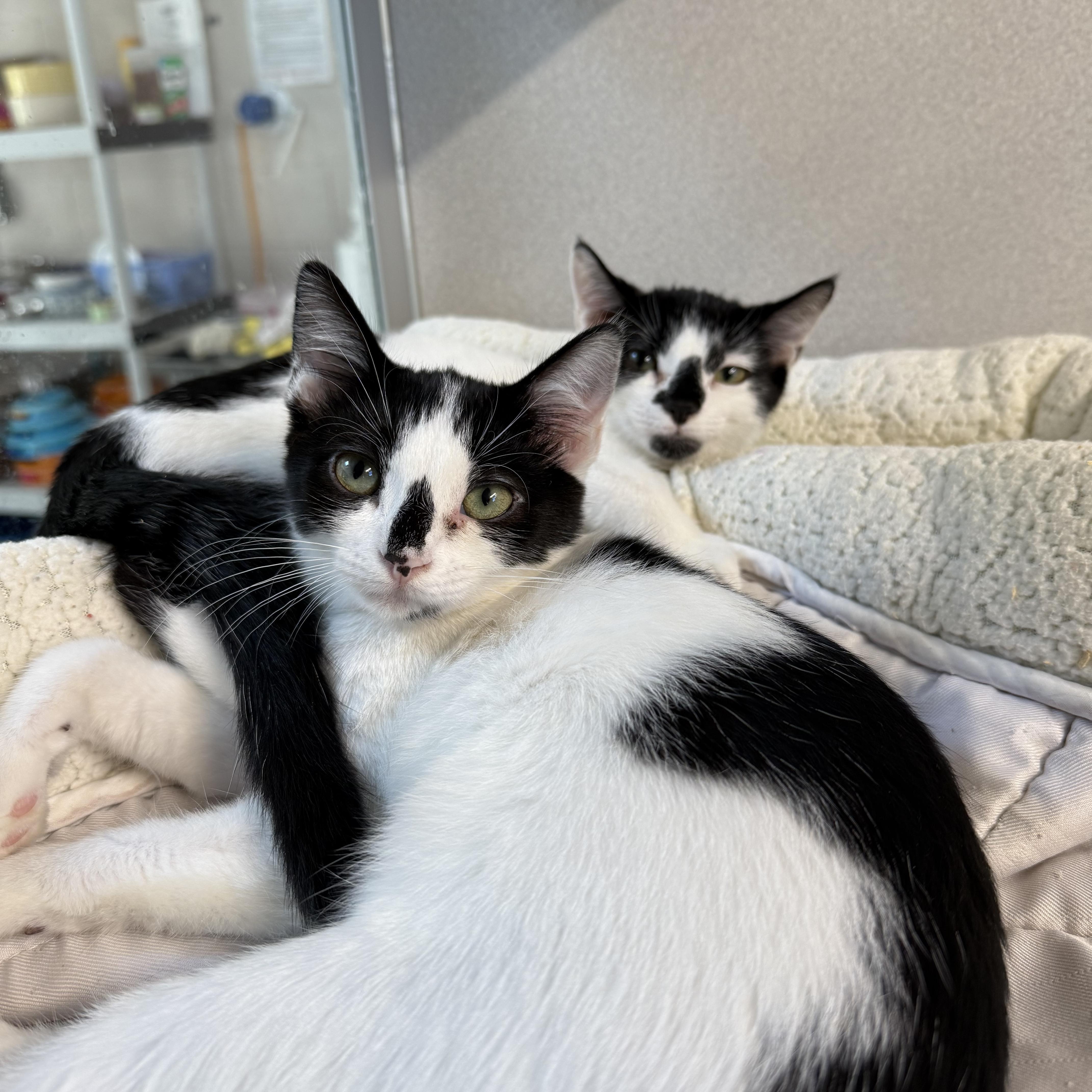 Enlarge James & Maya, a Adoptable mixed breed in West Milford, NJ image 3/5