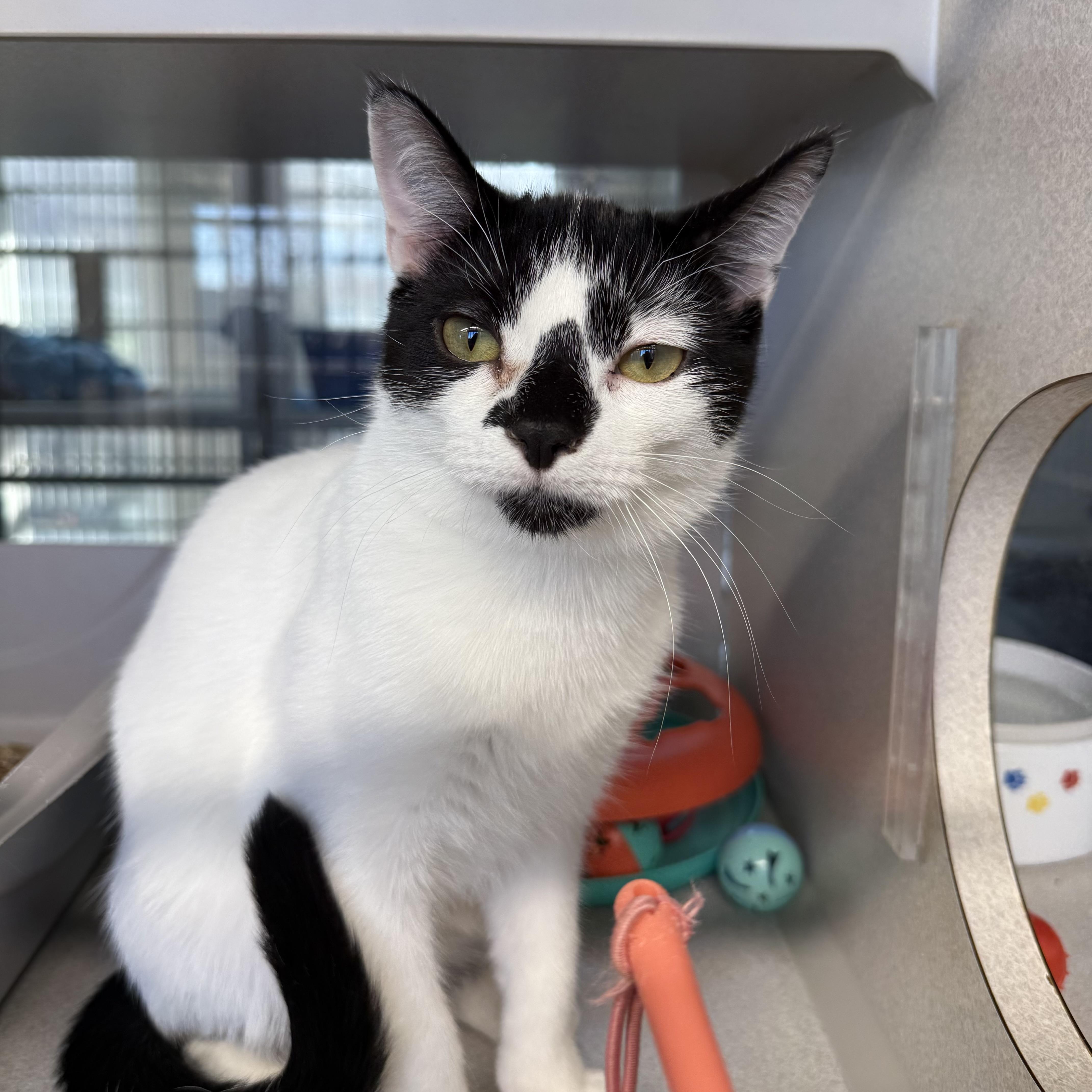 Enlarge James & Maya, a Adoptable mixed breed in West Milford, NJ image 5/5