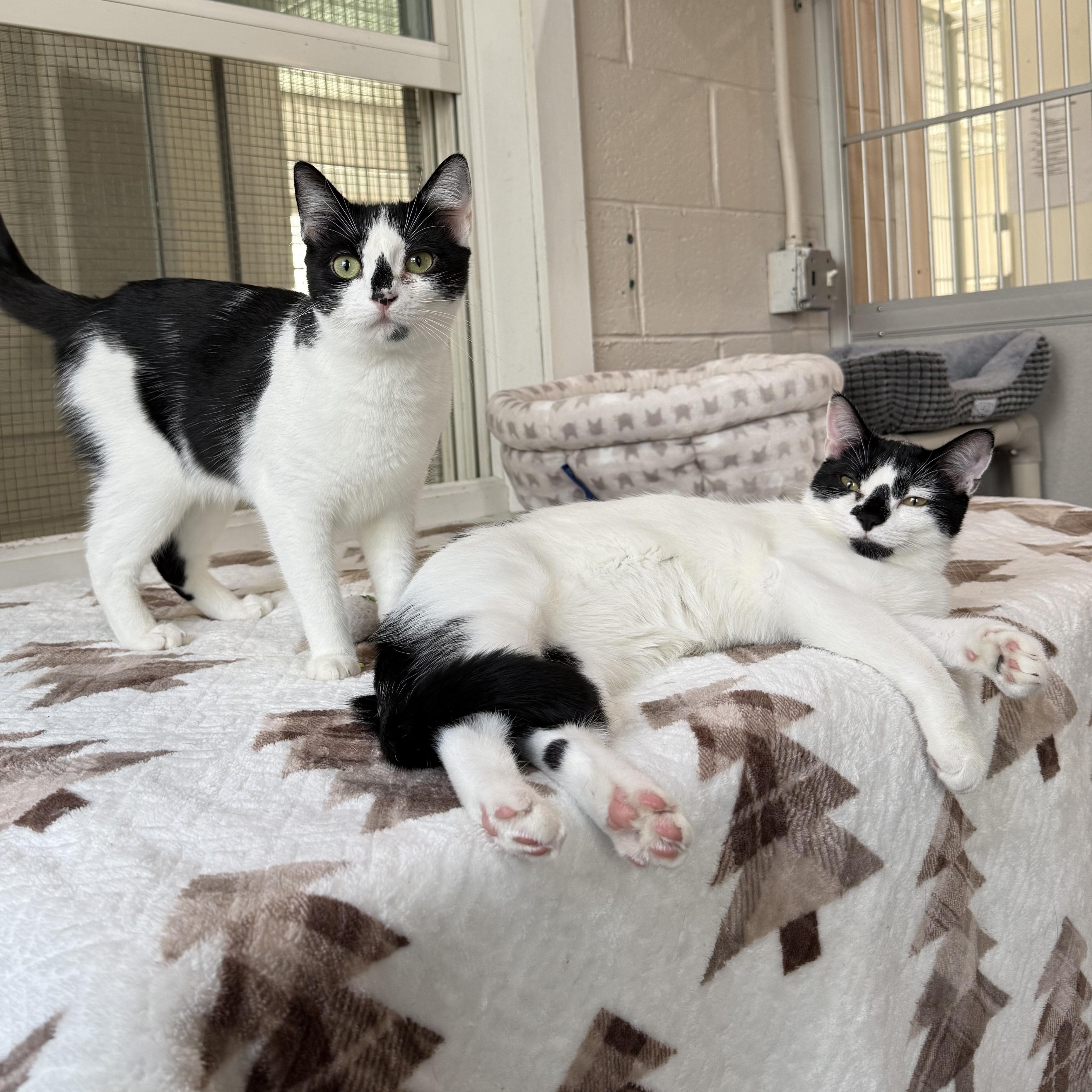 Enlarge James & Maya, a Adoptable mixed breed in West Milford, NJ image 6/6