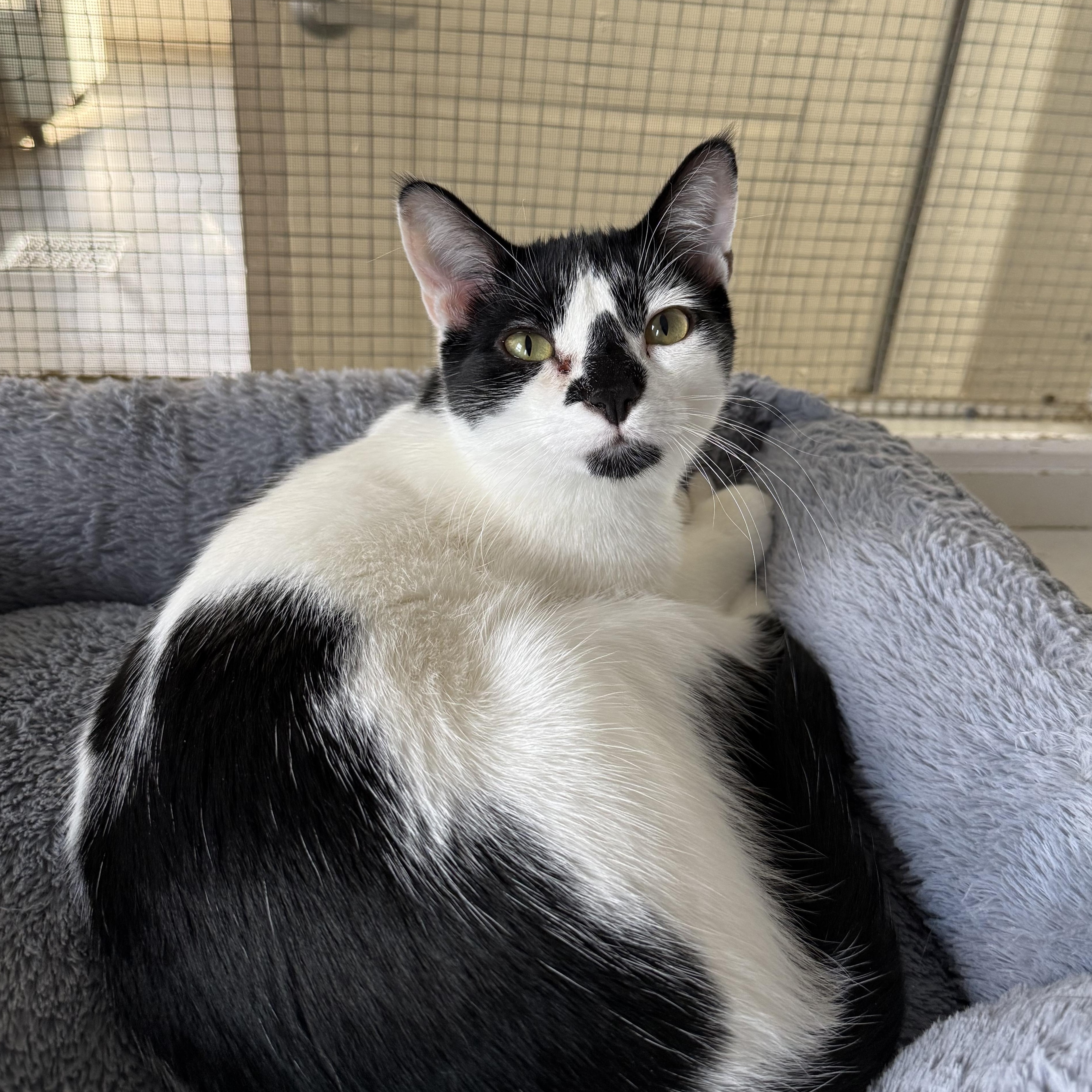 Enlarge James, an adopted mixed breed in West Milford, NJ image 2/5