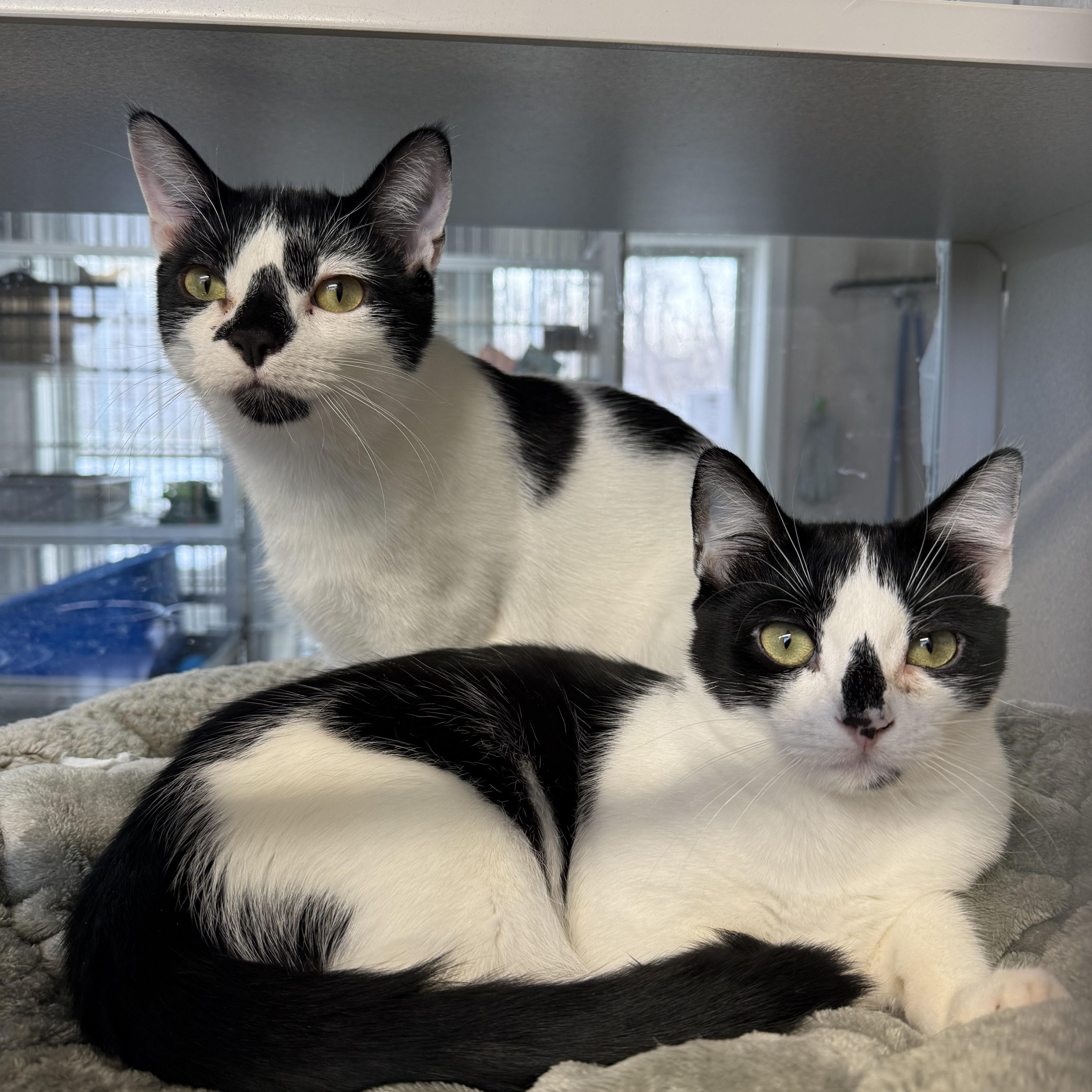 Enlarge James & Maya, a Adoptable mixed breed in West Milford, NJ image 1/6