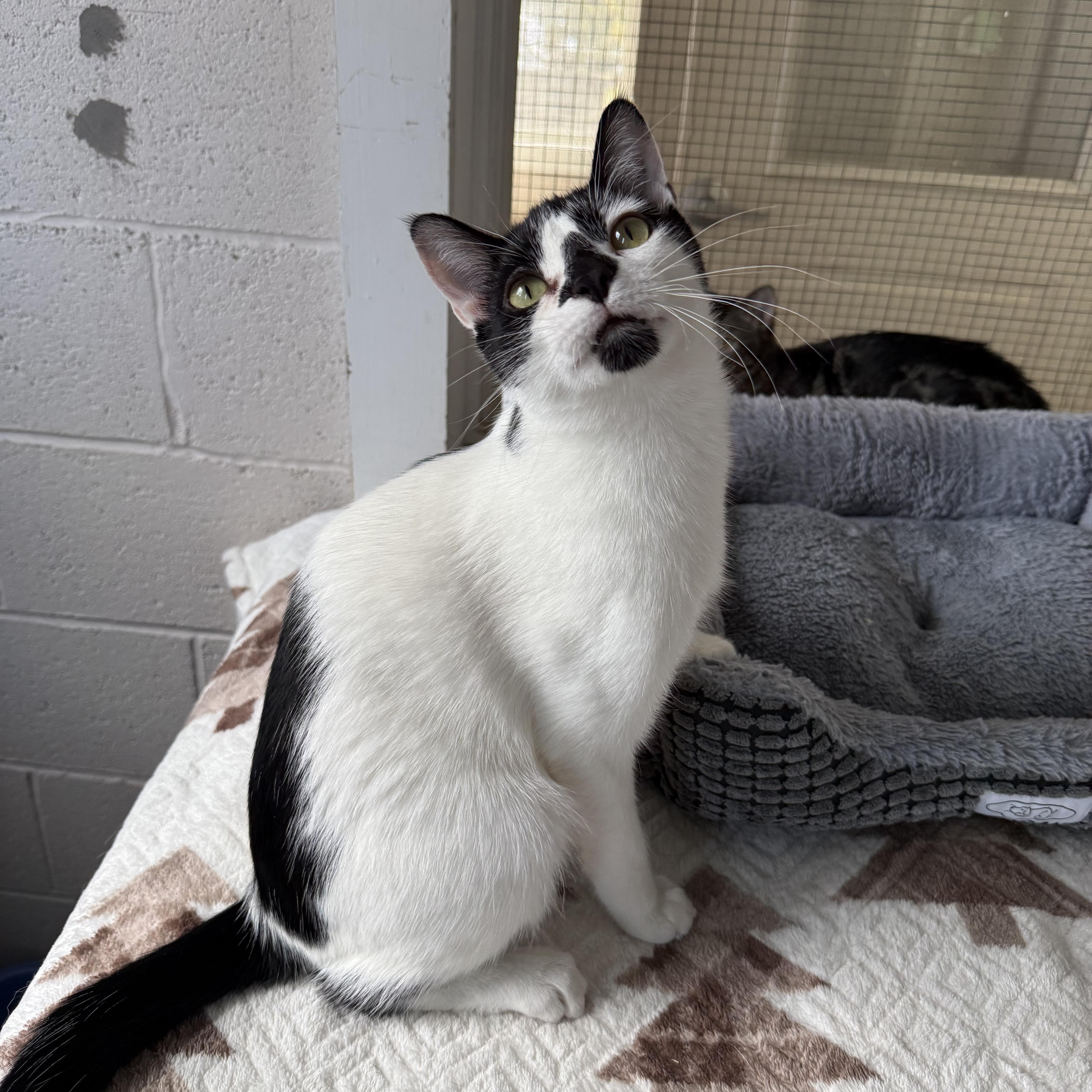 Enlarge James, an adopted mixed breed in West Milford, NJ image 1/5