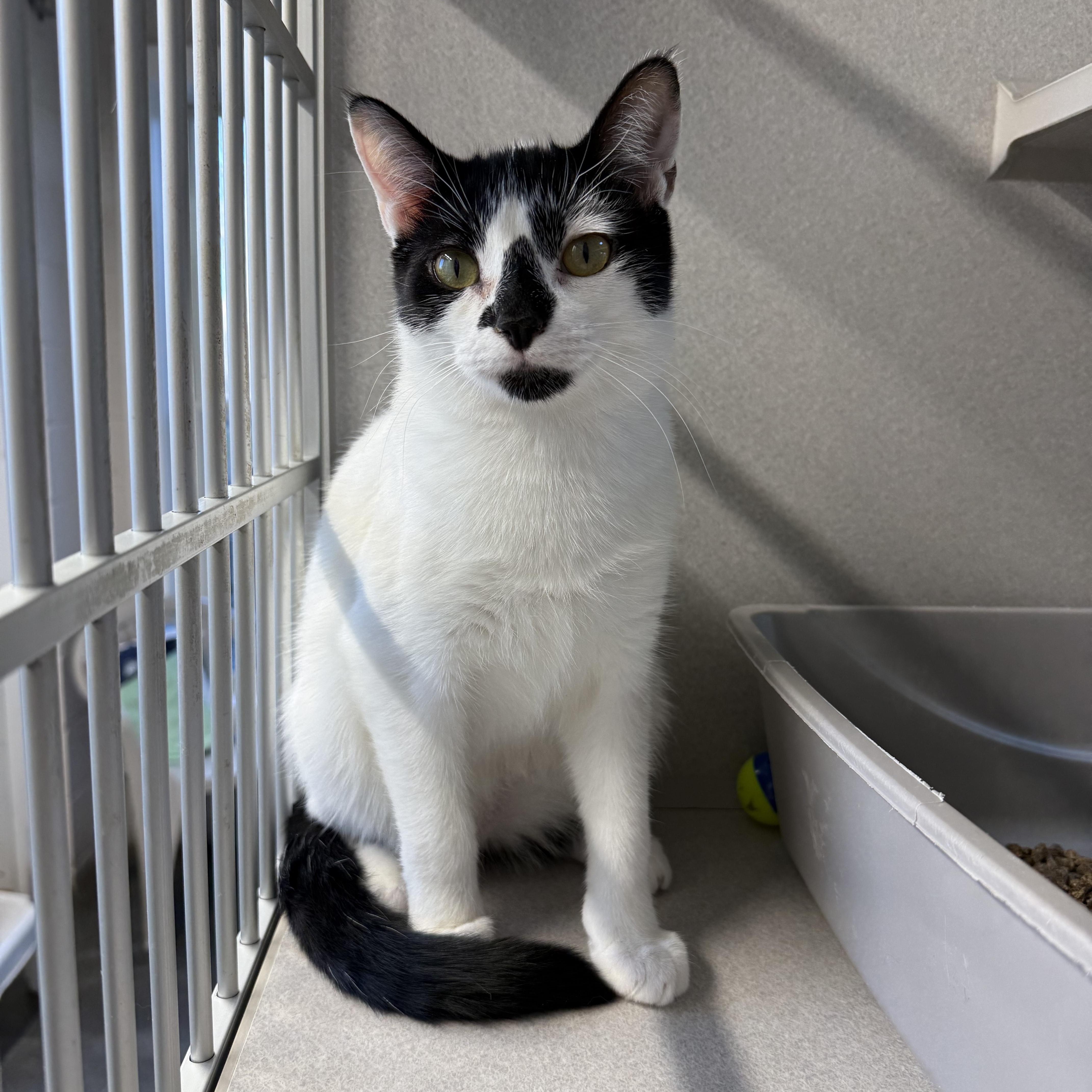 Enlarge James & Maya, a Adoptable mixed breed in West Milford, NJ image 2/5