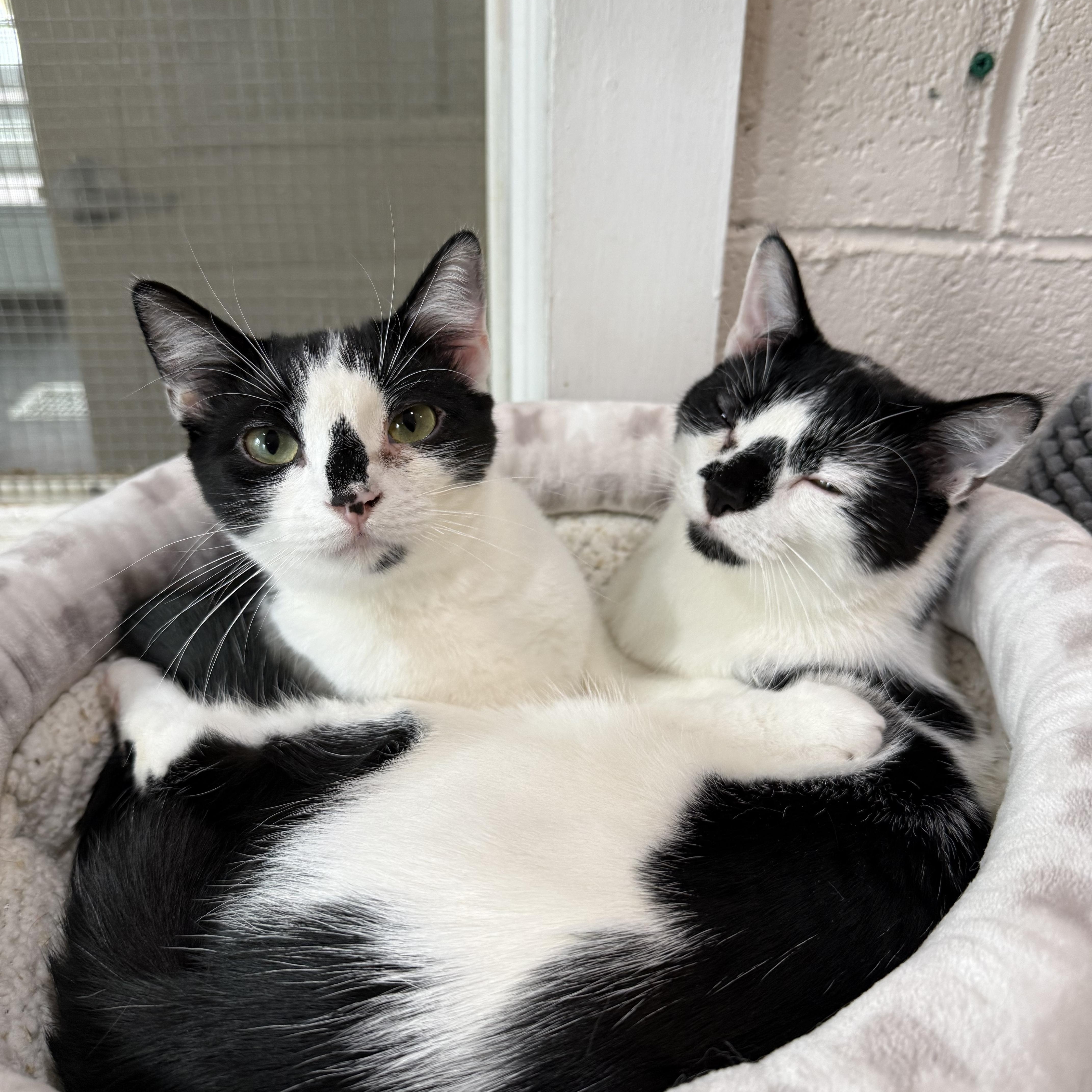 Enlarge James & Maya, a Adoptable mixed breed in West Milford, NJ image 4/6