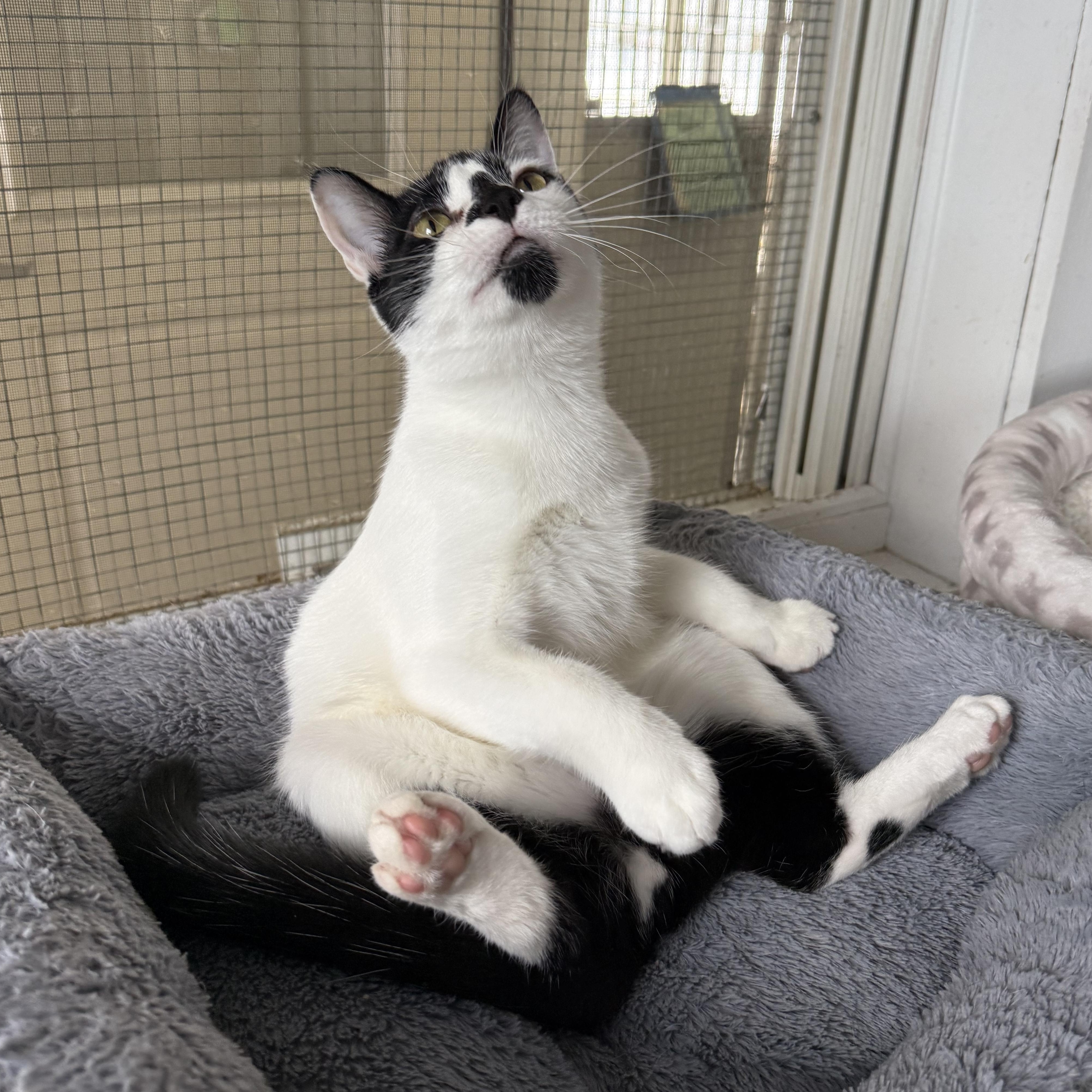 Enlarge James, an adopted mixed breed in West Milford, NJ image 5/5