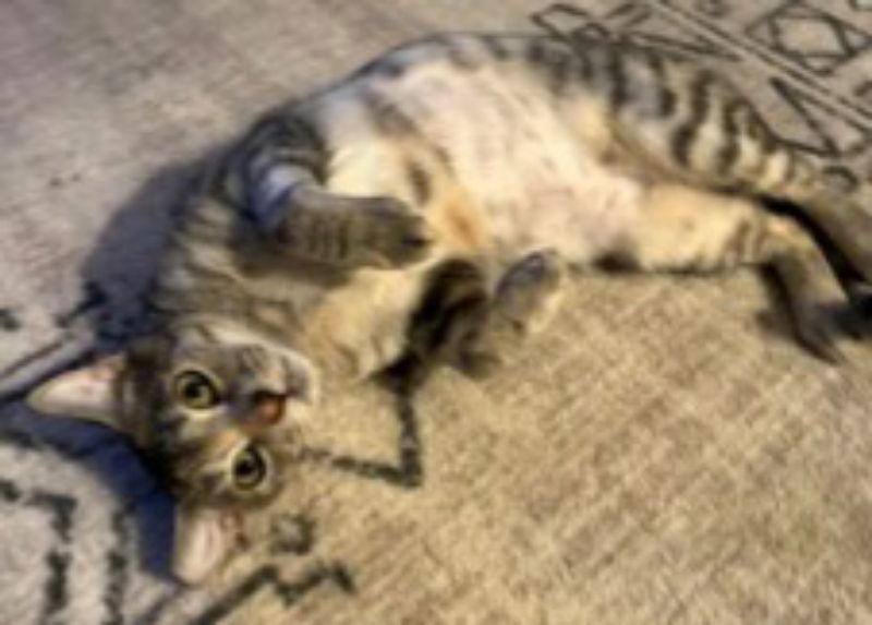 Momma Katy, Adoptable, Adult Female Tabby & Calico.