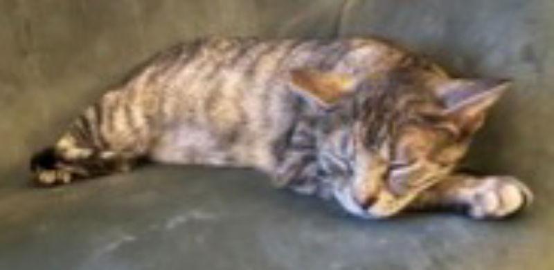 Momma Katy, a Adoptable mixed breed in MONTGOMERY, TX image 2/3