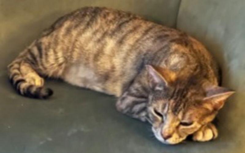 Momma Katy, a Adoptable mixed breed in MONTGOMERY, TX image 3/3