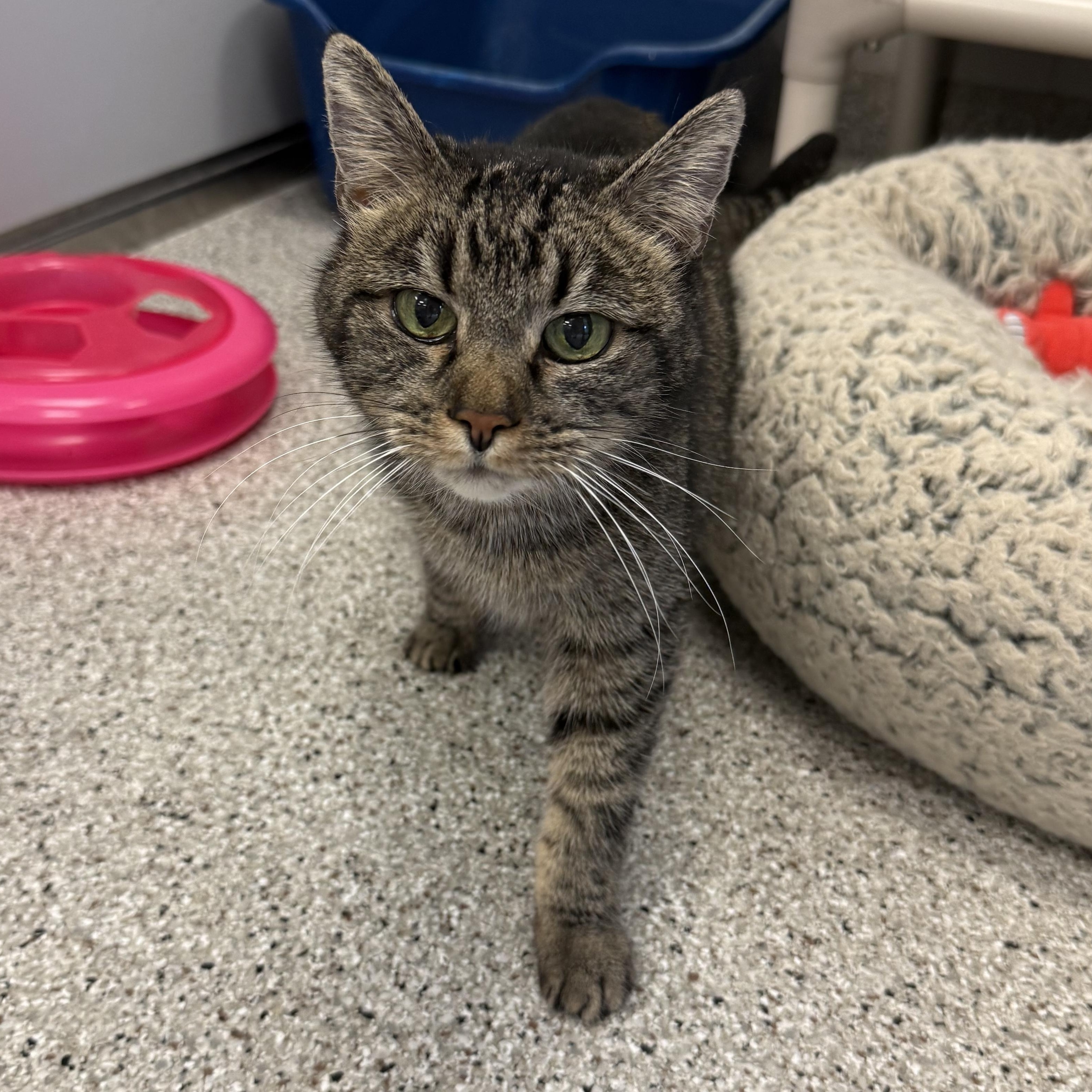 May, adoptable, Adult Female Domestic Short Hair.