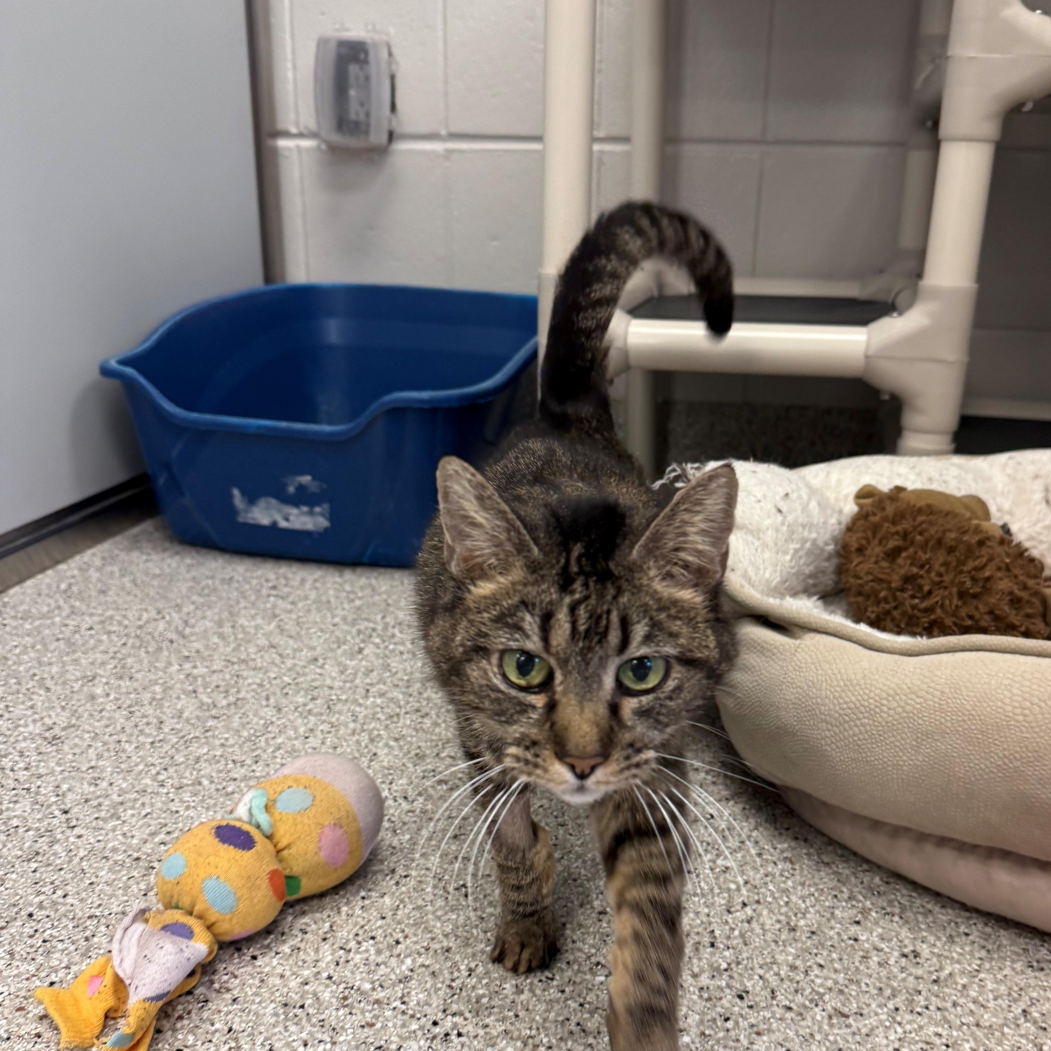 Enlarge May, an adoptable Domestic Short Hair in Kearney, NE image 1/1