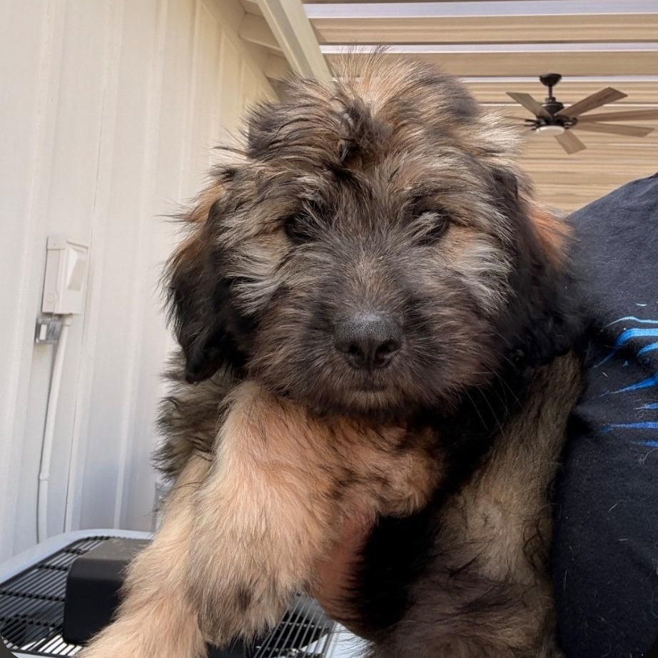 Martha, ADOPTABLE, Puppy Female Maltese & Labrador Retriever.