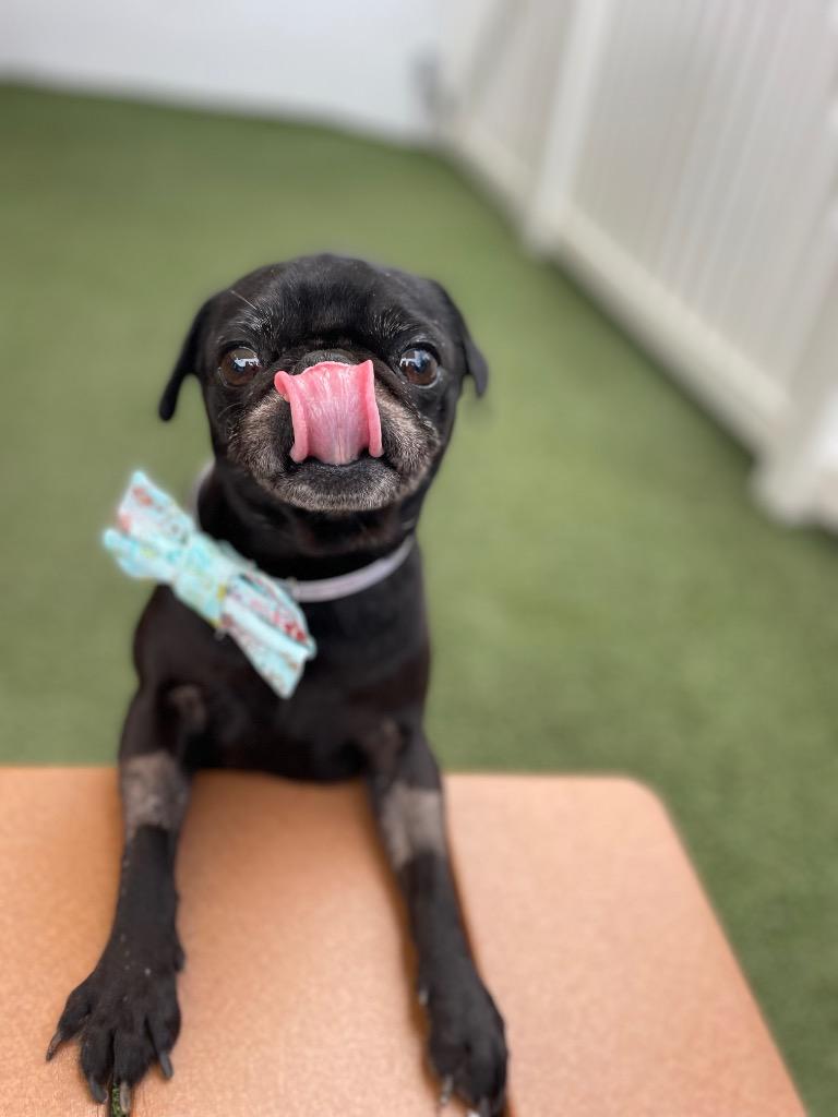 Webby, Adoptable, Adult Male Pug.
