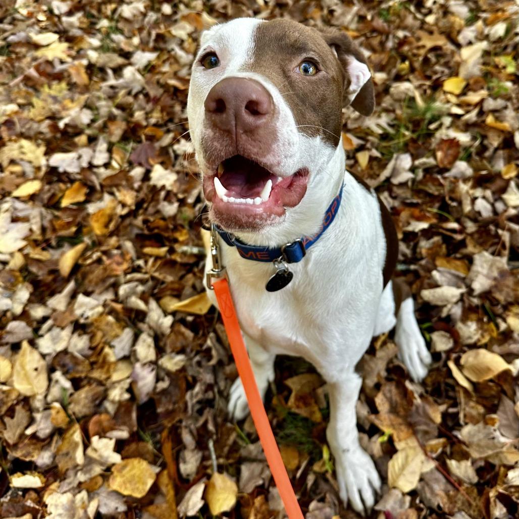 Enlarge Chip HERE IN NH, a Adoptable Mixed Breed in Barrington, NH image 2/5