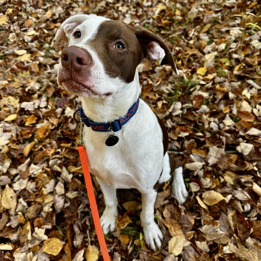 Enlarge Chip HERE IN NH, a Adoptable Mixed Breed in Barrington, NH image 1/5