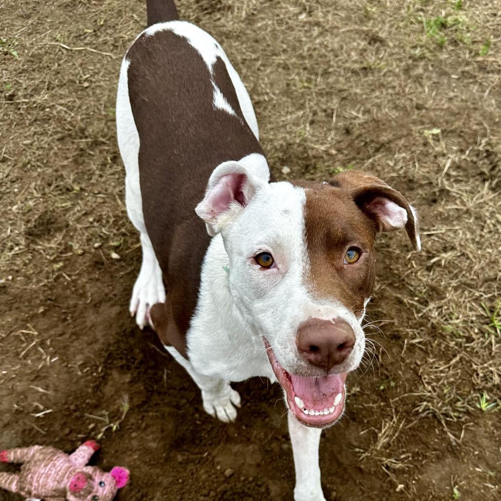 Enlarge Chip HERE IN NH, a Adoptable Mixed Breed in Barrington, NH image 3/5