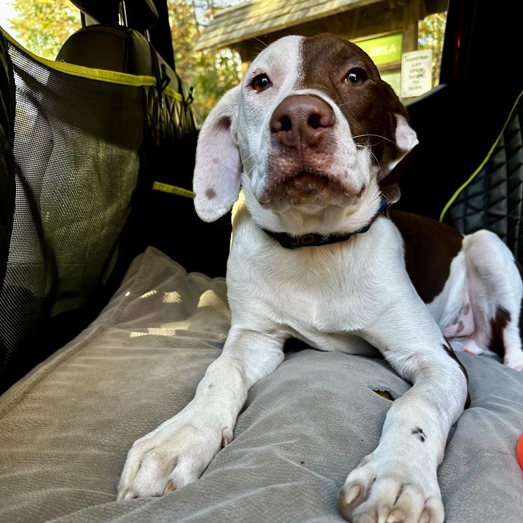Enlarge Chip HERE IN NH, a Adoptable Mixed Breed in Barrington, NH image 4/5