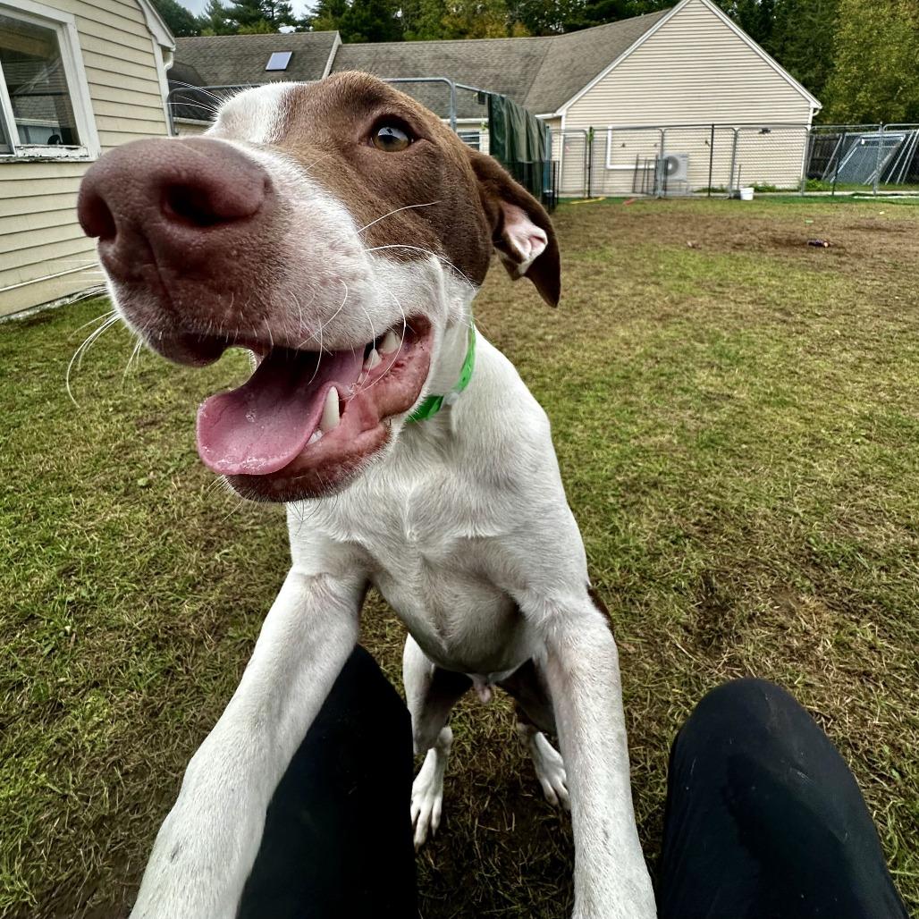 Enlarge Chip HERE IN NH, a Adoptable Mixed Breed in Barrington, NH image 5/5