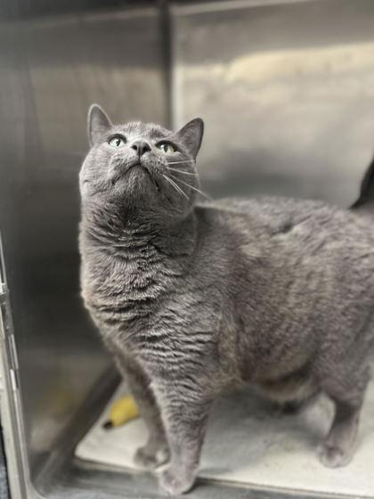 Daisy, Adoptable, Adult Female Domestic Short Hair & Domestic Short Hair.