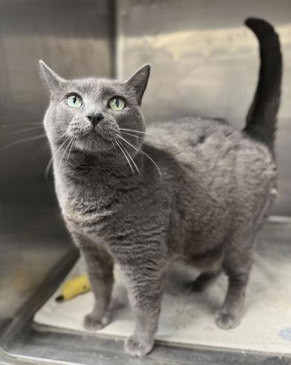 Daisy, Adoptable, Adult Female Domestic Short Hair & Domestic Short Hair.