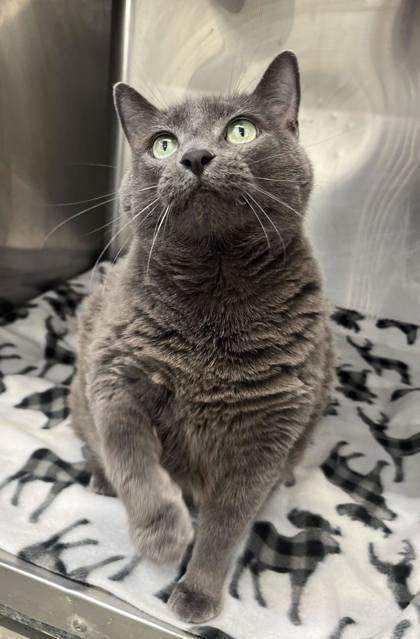Enlarge Daisy, a Adoptable mixed breed in Humboldt, IA image 3/3