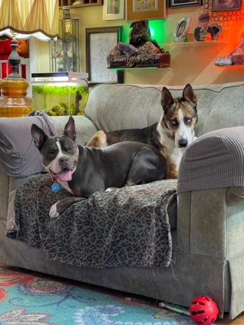 Sky, a Adoptable mixed breed in Princeton, MA image 1/3