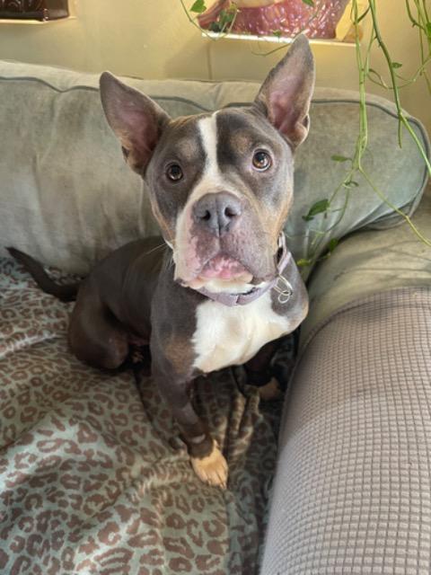 Enlarge Sky, a Adoptable mixed breed in Princeton, MA image 2/3