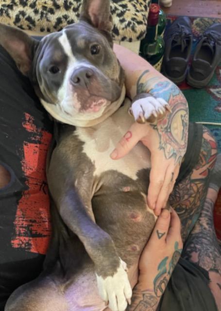 Enlarge Sky, a Adoptable mixed breed in Princeton, MA image 3/3