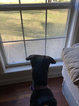 WEDNESDAY, Adoptable, Adult Female Labrador Retriever & Mixed Breed.