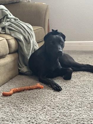 Enlarge WEDNESDAY, a Adoptable mixed breed in Houston, TX image 1/2