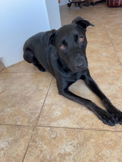 Enlarge WEDNESDAY, a Adoptable mixed breed in Houston, TX image 2/2