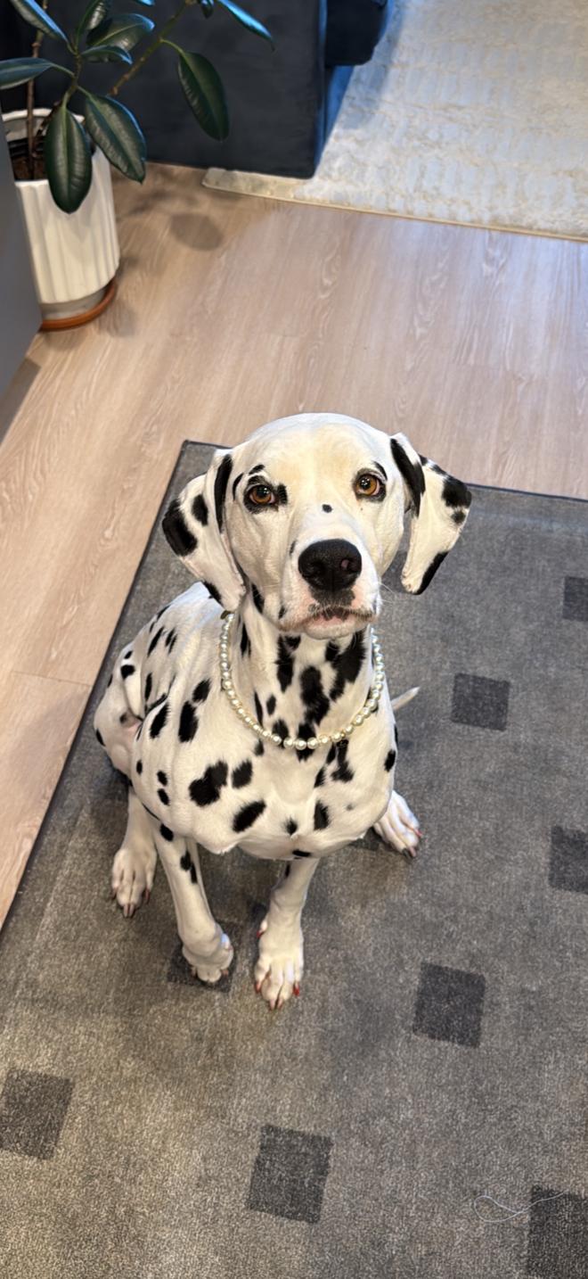 Lady-ADOPTED