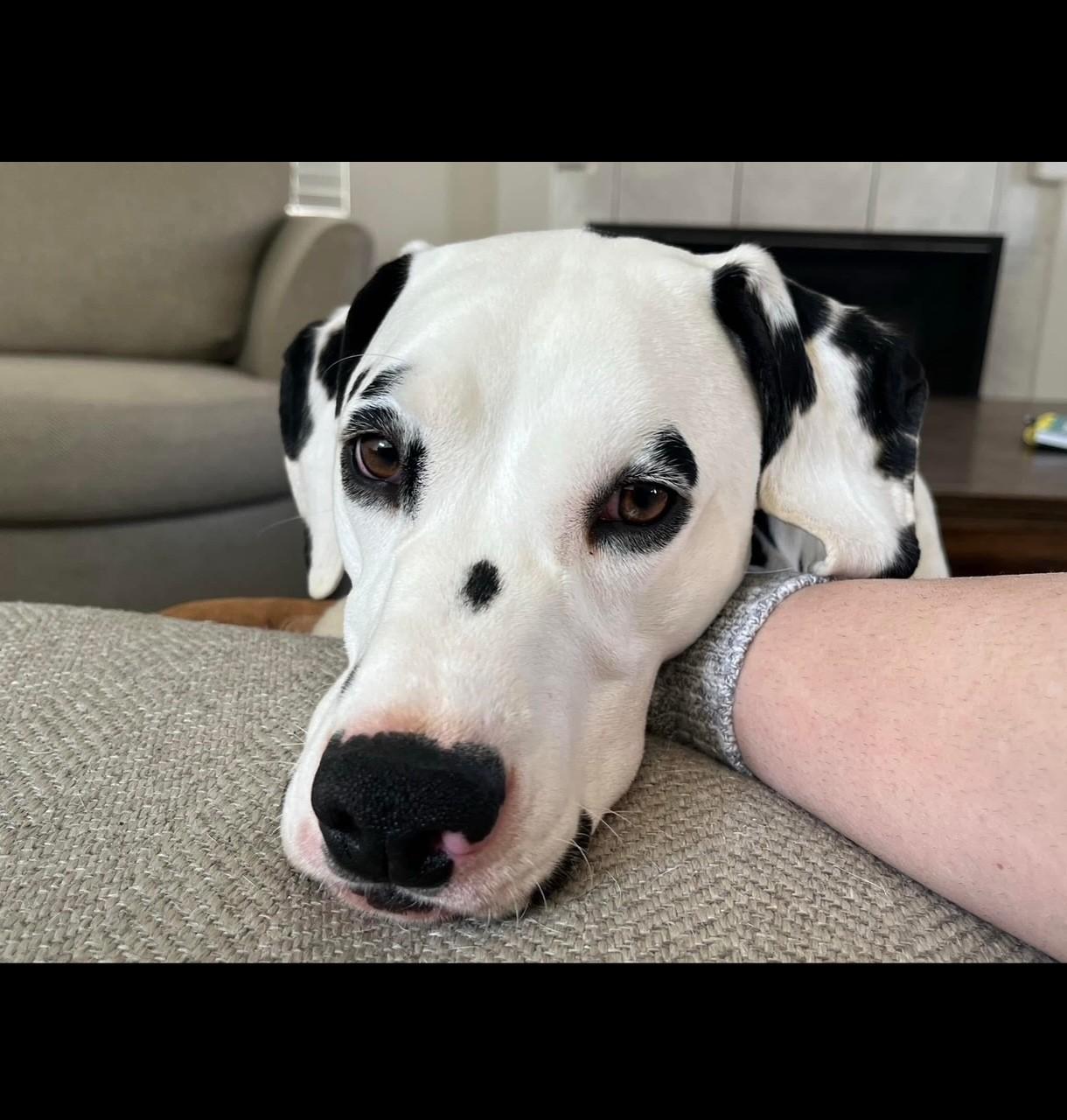 Lady-ADOPTED