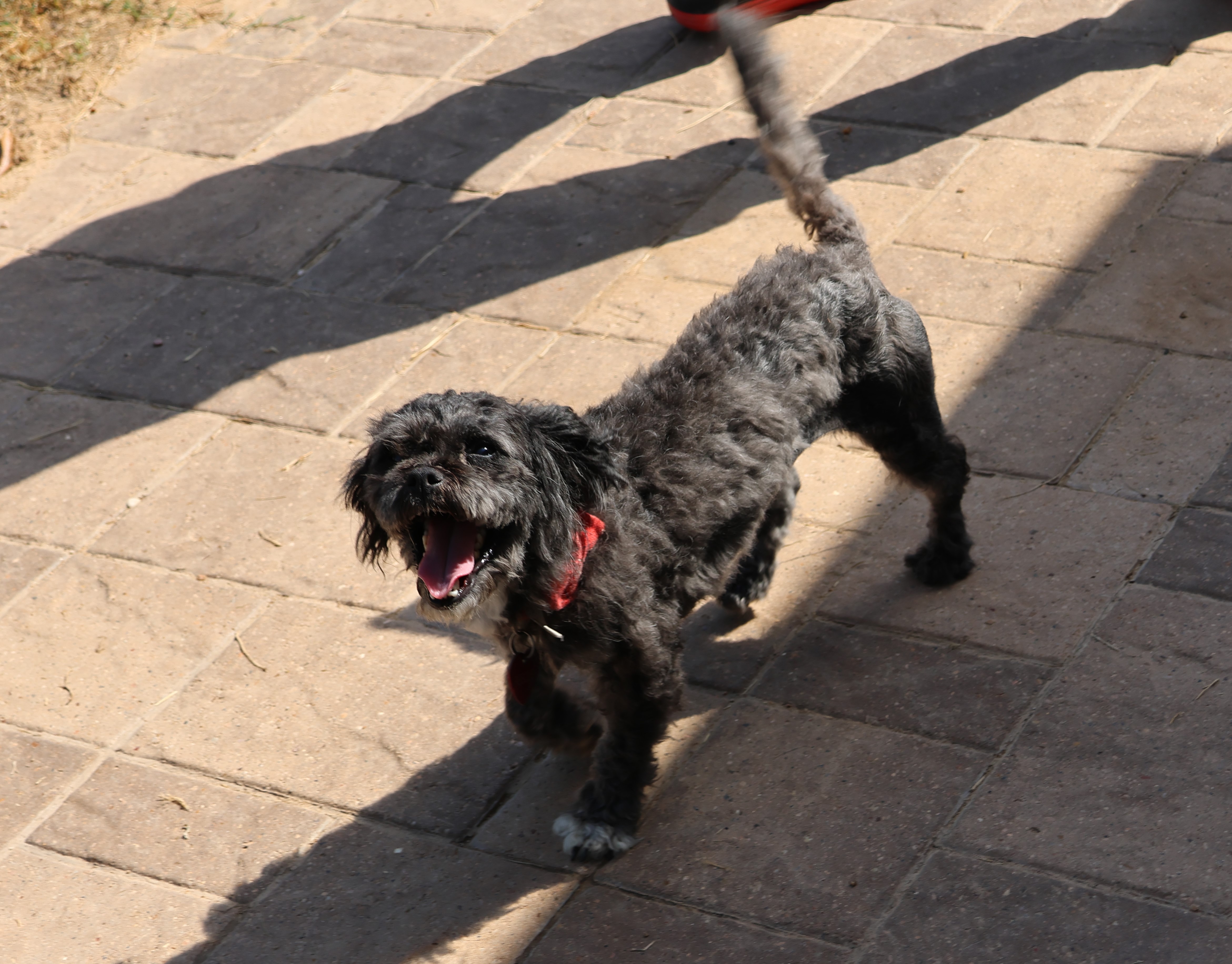 Enlarge Pepperdine, a Adoptable mixed breed in Houston, TX image 2/6